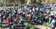 Native plant sale in Canberra: Australian National Botanic Gardens