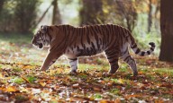 Tiger spotted in Angul after a decade, forest officials on high alert