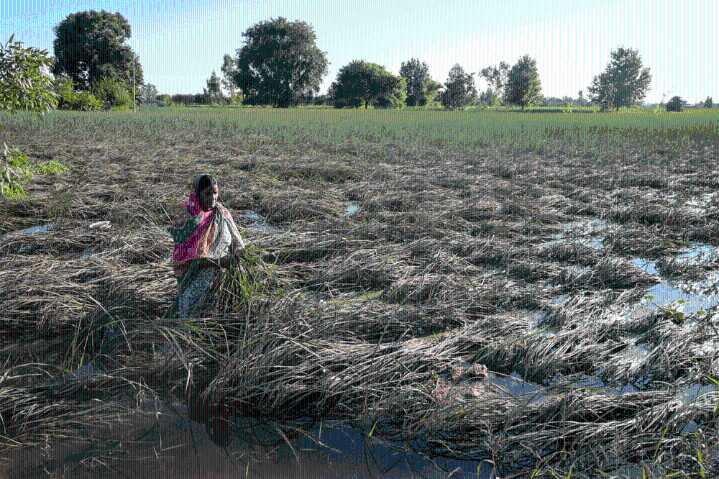 Indian Farmers Struggle as Climate Change Warps Landscape