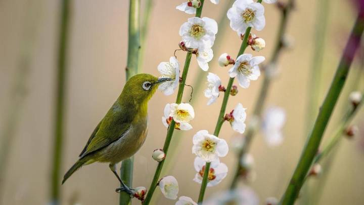 El cambio climático modifica la calidad del néctar, lo que afecta a la apicultura y a la biodiversidad