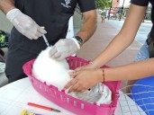 80 mil mascotas serán vacunadas en Casanare