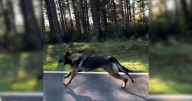 Dog Desperately Chases Owner’s Car Until Rescuer Steps in to Help