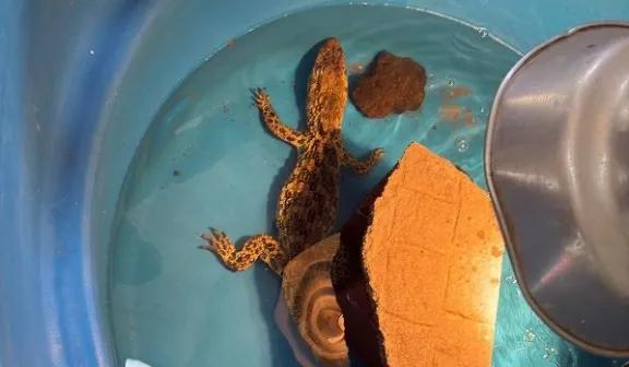 “Lo que vimos fue un desastre en materia de conservación y respeto animal”