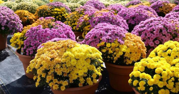 Transitioning to fall: Here are 5 colorful plants that will thrive in your garden now