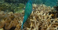 Climate tipping points being crossed, scientists warn