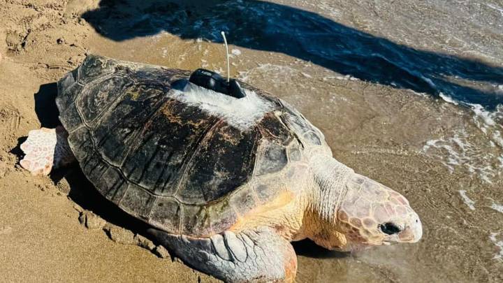 Vuelve al mar la tortuga boba más grande registrada en la Región