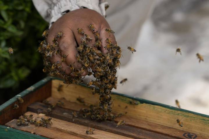 Tierra que Rinde: El dulce reto de la apicultura boricua