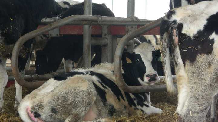 Dos nuevos focos de dermatosis nodular contagiosa en Girona