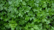 Italian parsley recalled over salmonella concerns