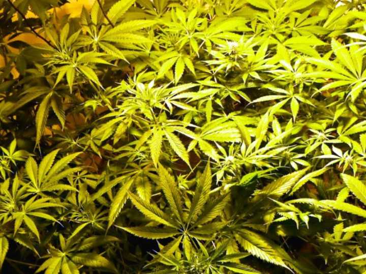 Acuerdan condena efectiva por mega plantación de marihuana en Mar Chiquita