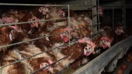 Un tribunal justifica la primera sanción de 150.000 euros a la empresa avícola de Son Perot, que cría gallinas en Llucmajor