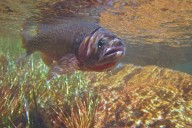 Chelan County Nets Millions for River Restoration