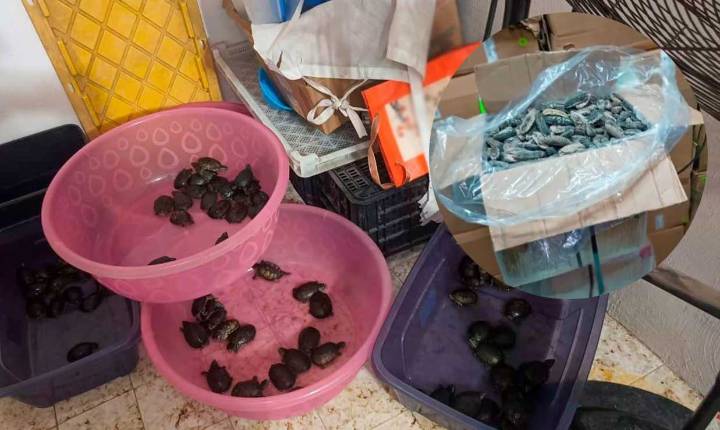 FGR propina golpe a traficantes de especies protegidas