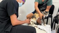 Arranca en Cancún campaña de esterilización para mascotas