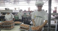 La Calera frente a los retos del mercado del huevo: entre sobreoferta y caída de precios