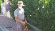 La plaga de milpiés se expande por la Costera: "La invasión es impresionante"