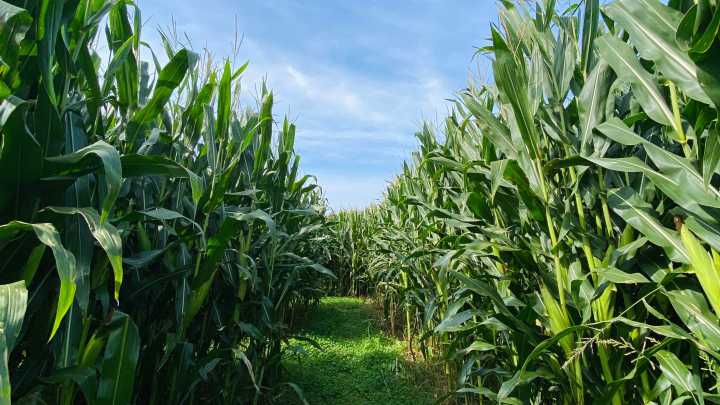 Westport brewery's first adults-only 'Moo-vies in the Maze' set for Oct. 4