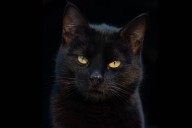 Valle Colino suspende la adopción de gatos negros para evitar rituales por Halloween