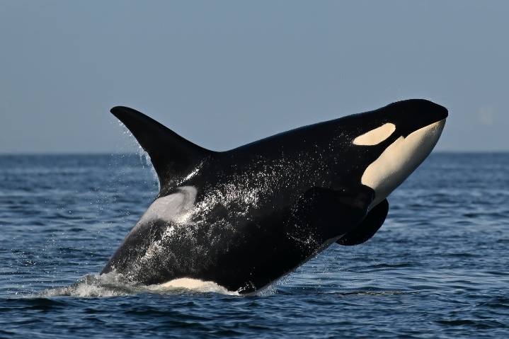 Southern resident killer whales are showing signs of slow decline toward disappearance
