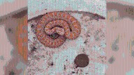 'It's pretty rare': Odd orange rattlesnake spotted in Kansas