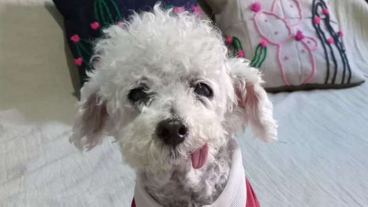 La despedida a Marcelito, el caniche que conquistó las redes