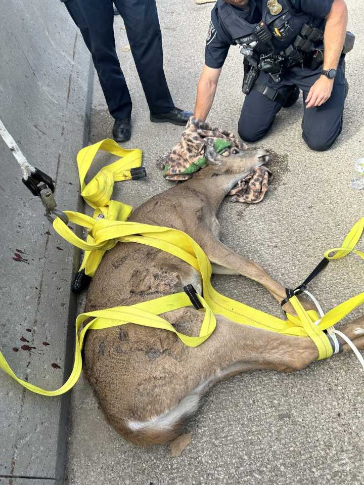 Search and rescue team save deer trapped between I