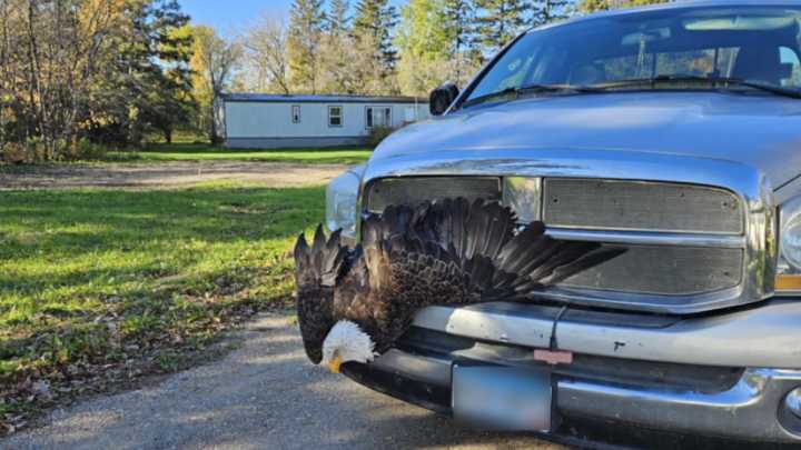 Bald eagle stuck in truck grille in Kittson County rescued by DNR