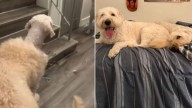 New York Woman Finds Something Unusual When She Retrieves Her Dog From The Groomer