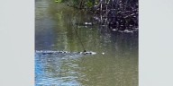Zoo saves crocodile seen swimming around with spear lodged in its head