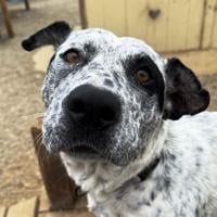 CAPA Pet of the Week: Muffin