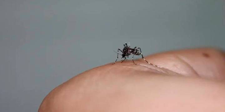Detectan un mosquito transmisor de múltiples virus en México