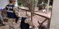 Rescataron más de 80 perros en estado de desnutrición que estaban encerrados en una casa de Córdoba