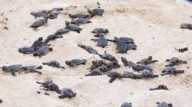 Registra Cancún temporada récord de anidación de tortugas