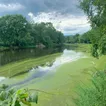 Climate change could make algal blooms more common in Hudson River, scientists say