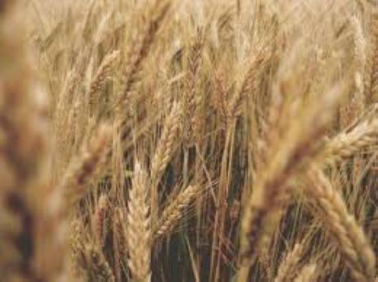 Modi Cabinet approves MSP hike for Rabi crops including wheat for 2026