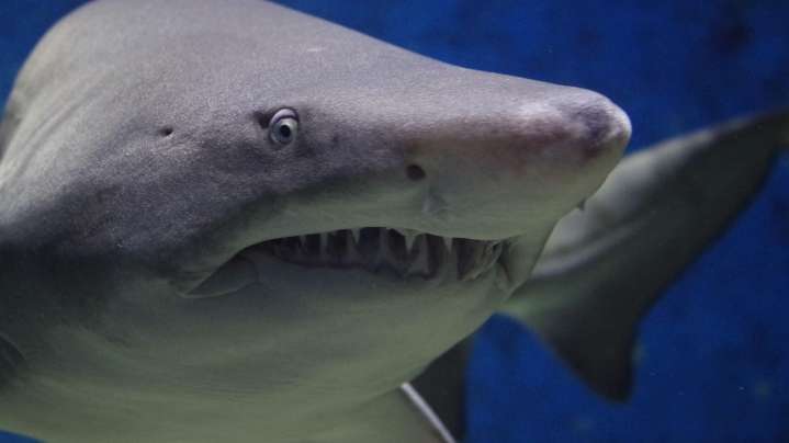 Los zoólogos activan las alarmas: los tiburones están perdiendo y debilitando sus dientes por este inesperado motivo