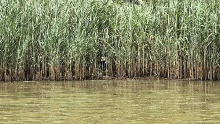 Maryland Kayaker Stunned When He Spots Something Unexpected Peeking From The Reeds