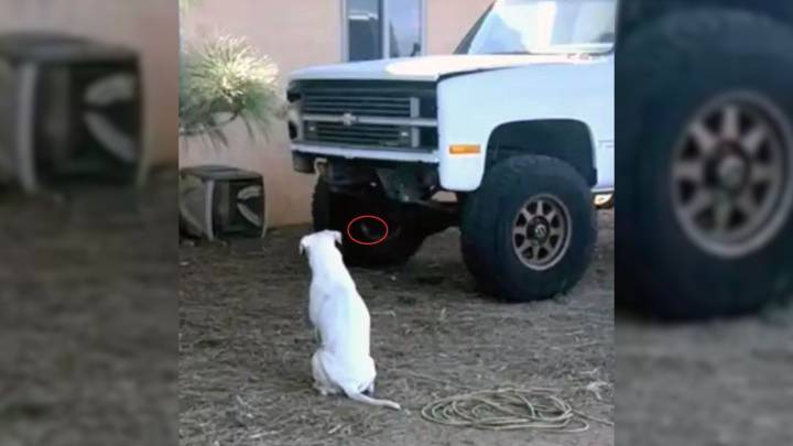 Curious Deaf Dog In Arizona Looks At A Location Near A Truck, What Owners Find Is Stunning
