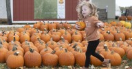 Picking the perfect pumpkin at Kurtz Produce