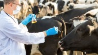 En Casanare funcionará un centro de biotecnologías ganaderas