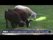 Sheep provide 'lamb-scaping' services in Soho cemetery