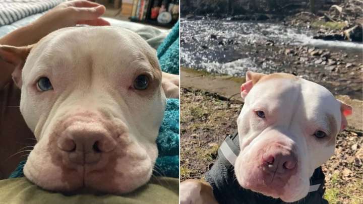 Pennsylvania Dog Passed Over At Shelter Finds Healing With Woman Who Needed Him Too