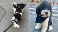 New York Dog’s Walk Turns Into A Surprise Reunion That Captures Hearts Online