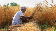 India’s agriculture at the crossroads: From input intensity to ecological intelligence