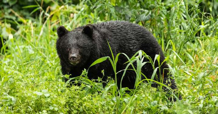 Man's head ripped off by bear while foraging found with horror 'scratch marks' on body