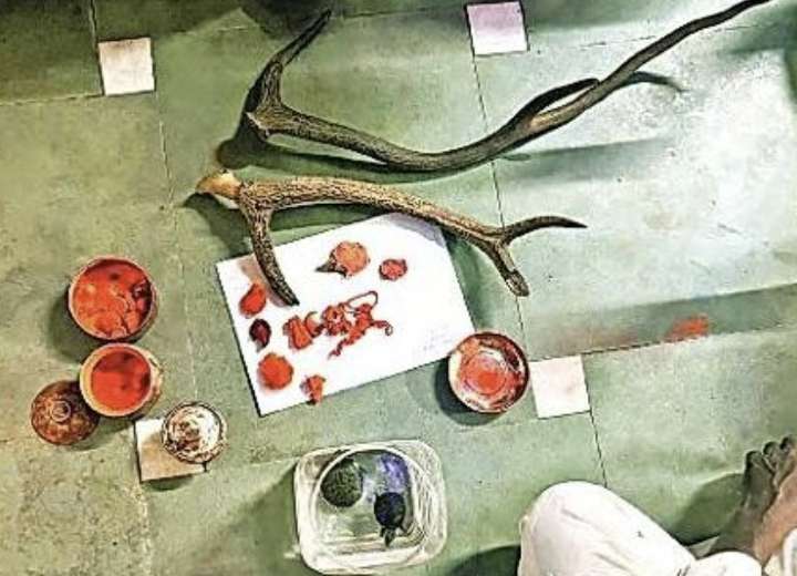 One held in Vadodara with wildlife remains, live tortoises