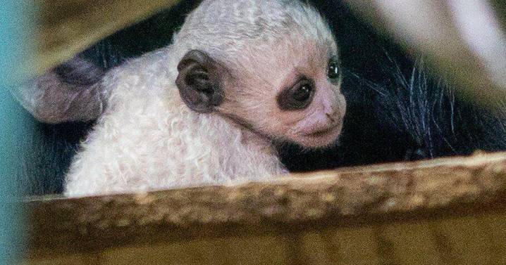 Rare ‘ghost-white’ baby mokey born at zoo