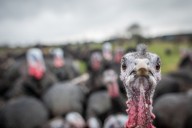 Old Farmers Almanac predicts Oregon's Thanksgiving weather