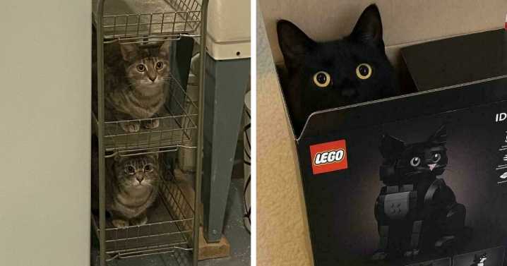 “If I Fits, I Sits”: 58 Pics Of Cats That Prove They Can Be Comfy Pretty Much Anywhere