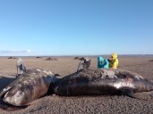 Alerta en Tierra del Fuego por la aparición de 26 orcas muertas: los científicos no logran dar con las causas